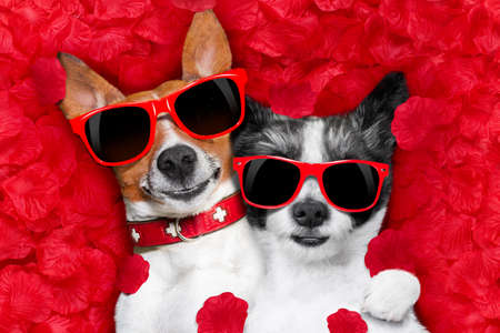 couple of two  dogs lying in bed full of red rose flower petals as background  , in love on valentines day, cuddle and embracing a hugの写真素材