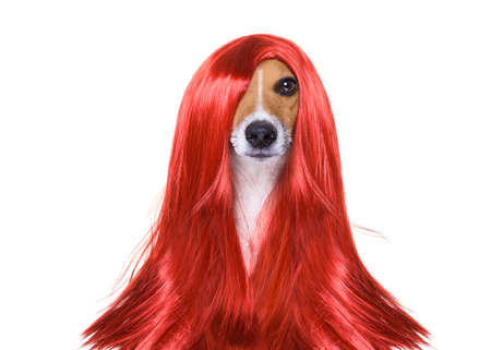 hairdresser dog ready to look beautiful by comb, scissors, dryer, and spray at the wellness spa salon, isolated on white backgroundの写真素材