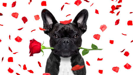 french bulldog dog crazy and silly in love   on valentines day , rose petals flying and falling as background, isolated on white ,rose  in mouthの写真素材