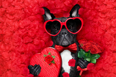 valentines french bulldog dog in love holding a cupids arrow with mouth ,wearing sunglasses,lying on bed of red flower petals , with gift box and rosesの写真素材