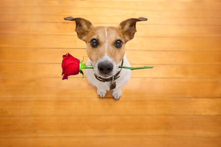 Jack russell dog in love on valentines day, rose in mouth, with sunglasses and cool gesture,isolated on wood backgroundの写真素材