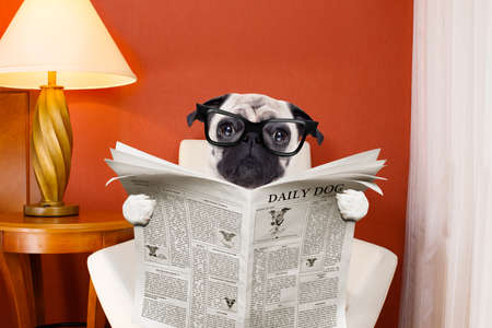 pug dog reading newspaper on a chair or  sofa , couch, or lounger , in living room , table and reading light to the sideの写真素材