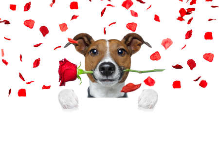 jack russell dog crazy and silly in love   on valentines day , rose petals flying and falling as background, isolated on white , rose  in mouth , behind banner or placardの写真素材