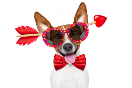 jack russell dog crazy and silly in love   on valentines day , isolated on white background , arrow through headの写真素材