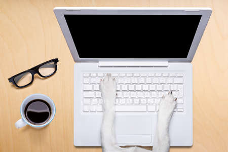 jack russell dog office worker ,  black glasses typing in a  pc computer laptop,  isolated on desk  background, coffee mug on tableの写真素材