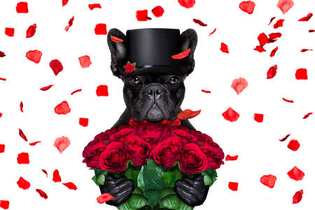 french bulldog dog crazy and silly in love   on valentines day , rose petals flying and falling as background, isolated on white ,bunch of roses holdingの写真素材
