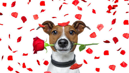 jack russell dog crazy and silly in love   on valentines day , rose petals flying and falling as background, isolated on white , rose in mouthの写真素材