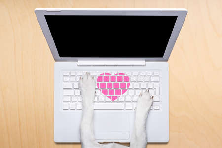 dog office worker in  love on happy valentines day,  typing in a  pc computer laptop,  isolated on desk  background, dating online on a chatの写真素材