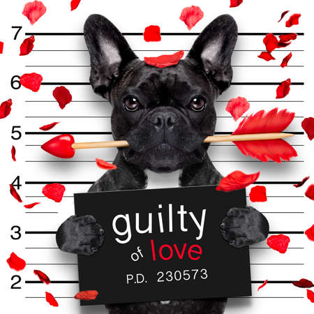 valentines bulldog  dog with rose in mouth as a mugshot guilty for loveの写真素材