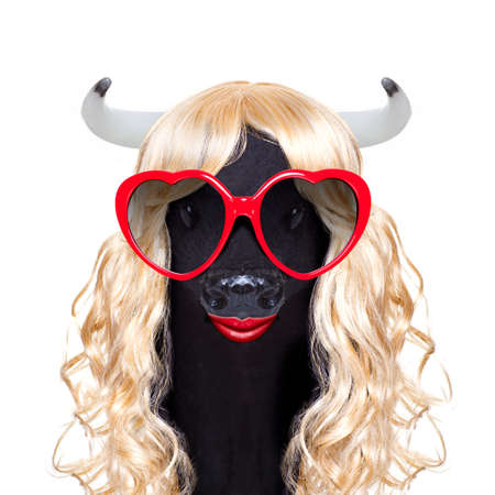 funny crazy silly calf cow or cattle wearing a blonde curly wig for mardi gras carnival or just for fun party, isolated on white background, with fancy heart sunglassesの写真素材