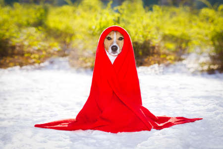 jack russell dog, outside freezing and shivering with a red blanket  , winter snow and cold blanket  , winter snow and coldの写真素材