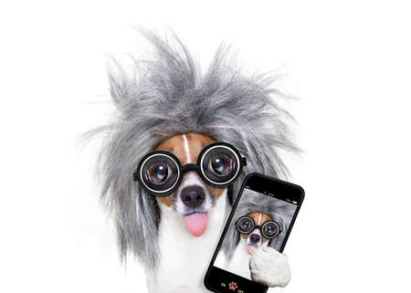 smart and intelligent jack russell dog with nerd glasses  wearing a grey hair  taking a selfie with...
