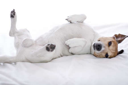 Jack russell dog  sleeping under the blanket in bed the  bedroom, ill ,sick or tired, sheet covering its body (LOW LIGHT PHOTO)の写真素材