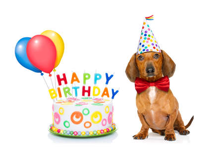 dachshund or sausage  dog  hungry for a happy birthday cake with candles ,wearing  red tie and party hat  , isolated on white backgroundの写真素材
