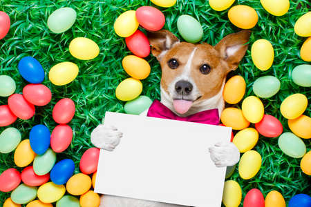 funny jack russell easter bunny  dog with eggs around on grass sticking out tongue holding blank...