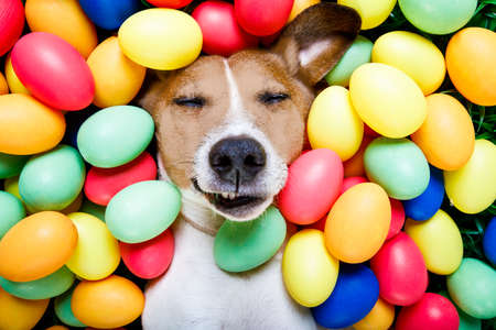 funny jack russell easter bunny  dog with eggs around on grass as background, sleeping , relaxing and restingの写真素材