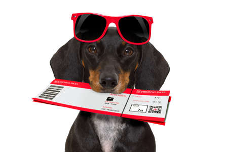 dachshund or sausage  dog on summer vacation holidays with airline flight ticket  isolated on white backgroundの写真素材