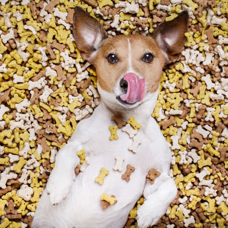 hungry jack russell dog inside a big mound or cluster of food , isolated on mountain of cookie bone ...