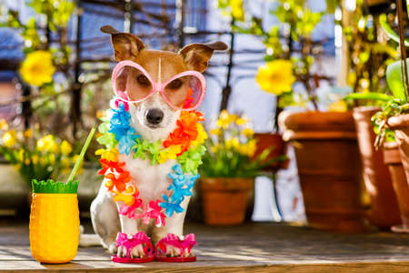 Jack russell dog relaxing on balcony with sunglasses in summer or spring  vacation holidays   with a summer drinkの写真素材