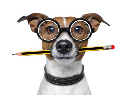 jack russell dog with pencil or pen in mouth  wearing nerd glasses for work as a boss or secretary , isolated on white backgroundの写真素材