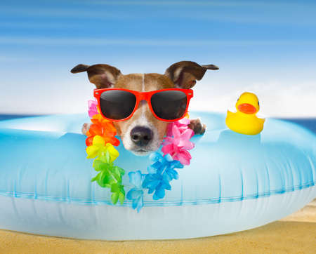 jack russel dog resting and relaxing on a air mattress or swim ring   at the beach ocean shore, on summer vacation holidaysの写真素材