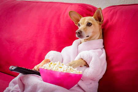 chihuahua dog watching tv or a movie sitting on a red sofa or couch  with remote control changing the channels with popcornの写真素材