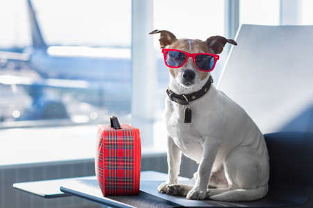 holiday vacation jack russell dog waiting in airport terminal ready to board the airplane or plane at the gate, luggage or bag to the sideの写真素材