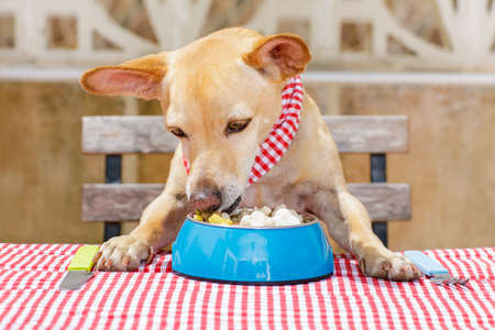 hungry chihuahua dog eating with tablecloth utensils at the table , food  bowl , fork and knife inlcuded,の写真素材