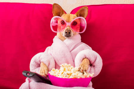 chihuahua dog watching tv or a movie sitting on a red sofa or couch  with remote control changing the channels with popcornの写真素材