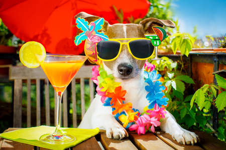 jack russell dog relaxing on balcony with sunglasses in summer or spring  vacation holidays   with a cocktail drinkの写真素材