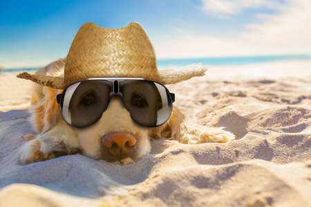 golden retriever dog relaxing, resting,or sleeping at the beach, for retirement or retiredの写真素材