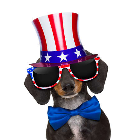 dachshund sausage dog wearing sunglasses of usa  on  independence day 4th of july, isolated on white backgroundの写真素材