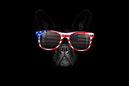 french bulldog  dog   4th of July  on independence day, isolated on black dark  background wearing sunglassesの写真素材
