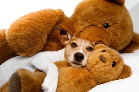 jack russell terrier dog resting  having  a siesta  on his bed with his teddy bear,   tired and sleepyの写真素材