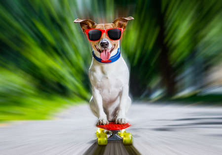 jack russell terrier dog  riding very fast with speed a skateboard as skater , with sunglasses in summer vacationの写真素材