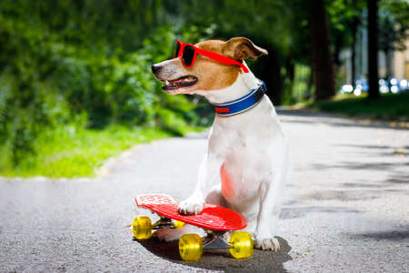 jack russell terrier dog  riding a skateboard as a skater , with sunglasses in summer vacationの写真素材