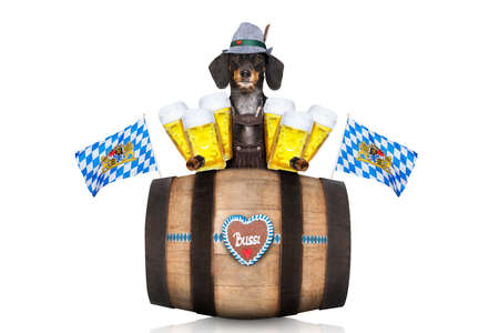 bavarian dachshund or sausage  dog with  gingerbread and  barrel   isolated on white background , ready for the beer celebration festival in munich,の写真素材