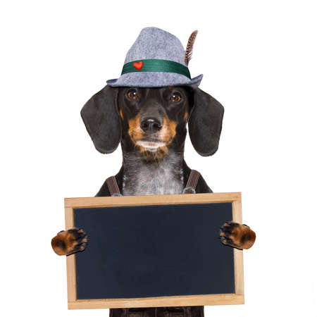 bavarian dachshund or sausage  dog with  gingerbread and  mug  isolated on white background , ready for the beer celebration festival in munich,の写真素材