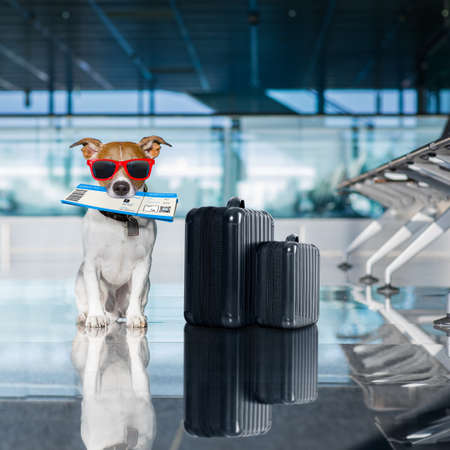 holiday vacation jack russell dog waiting in airport terminal ready to board the airplane or plane at the gate, luggage or bag to the sideの写真素材