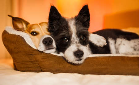 couple of dogs in love close and cozy together sleeping and relaxinf on bed cuddeling in embrace( low light photo)の写真素材