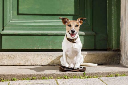 jack russell dog waiting for owner to play  and go for a walk with leash outdoors at the doorの写真素材