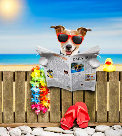 jack russel dog resting and relaxing on a wall or fence at the  beach  ocean shore, on summer vacation holidays, reading a magazine or newspaperの写真素材