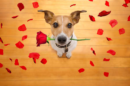 Jack russell dog in love on valentines day, rose in mouth, with sunglasses and cool gesture,isolated on wood backgroundの写真素材
