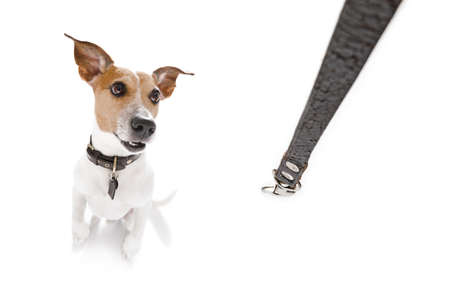 jack russell dog waiting for owner to play  and go for a walk with leashの写真素材