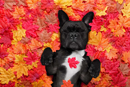 french bulldog dog , lying on the ground full of fall autumn leaves, sleeping a siesta and lying on the back torsoの写真素材