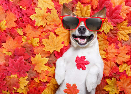 jack russell dog , lying on the ground full of fall autumn leaves, sleeping and lying on the back torso, wearing funny sunglassesの写真素材