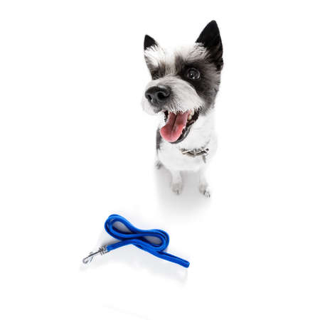 curious poodle dog looking up to owner waiting or sitting patient to play or go for a walk,  isolated on white backgroundの写真素材