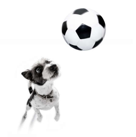soccer poodle dog playing with leather ball  , isolated on white background, wide angle fisheye viewの写真素材