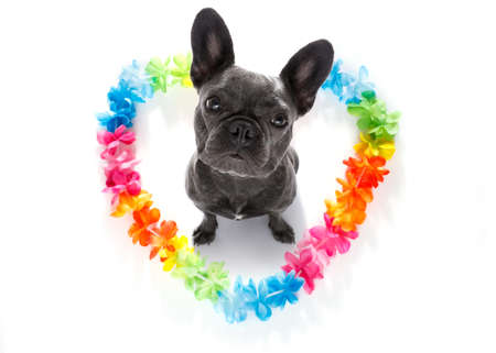 french bulldog dog in love for happy valentines day with rainbow  flower chain in heart shape  , looking up in wide angleの写真素材