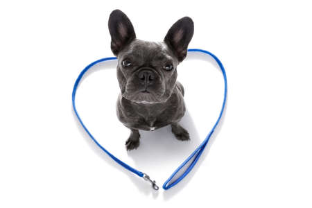 french bulldog dog looking up to owner waiting or sitting patient to play or go for a walk,in love with heart shape leash, isolated on white backgroundの写真素材